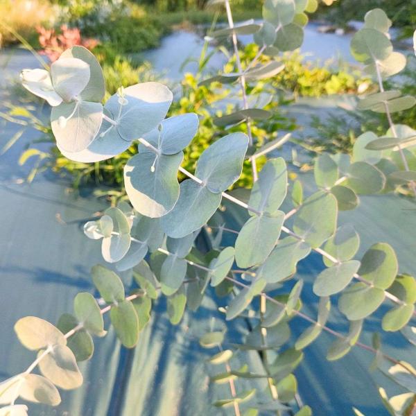 ユーカリ銀丸葉は、銀色を帯びた青緑色の葉をもつユーカリです。白銀色の美しい色合いから、観賞用の植物や、花束の素材として人気がある種類です。花束としても主張しすぎない色合いと葉の形から、主役の花を引き立てます。比較的、成長が早くて丈夫であり、...