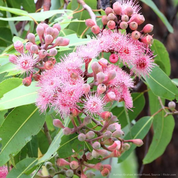 ユーカリ・プティコカルパは、ピンク色（赤色）の花を咲かせる中型のユーカリです。楕円状の半光沢の葉を持ち、大きな壺形の種子を持ちます。「スワンプ(沼地)ブロッドウッド」とも呼ばれ、川の近くや池や湖の近くで見られます。暑さには強いですが、寒さに...