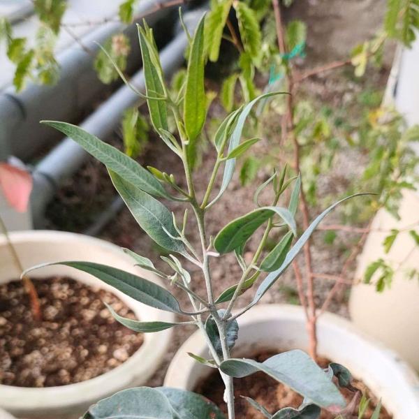 ユーカリ・カンパスペは、ホワイトイエローの花を咲かせ、カップ状の白い実が特徴的なユーカリです。シルバーグレイの槍状の長い緑葉や、滑らかで光沢のある木肌（樹皮）も特徴の一つです。乾燥した森林や岩だらけの丘や平地に生育しています。 「カンパスペ...