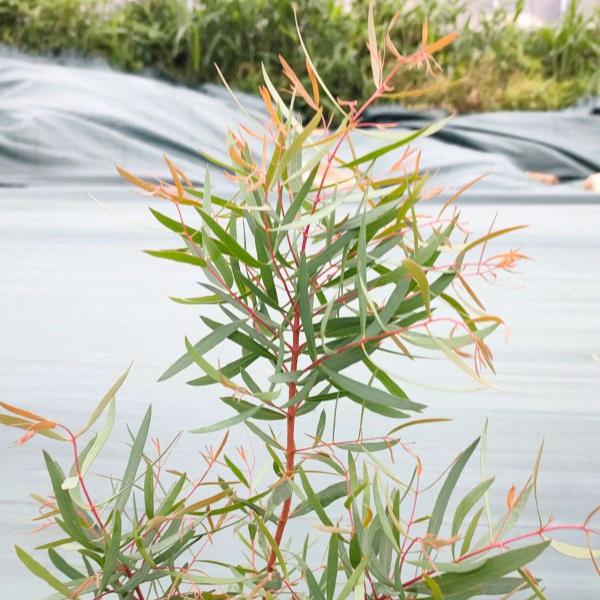 ユーカリ・プルケラは、ヤナギのような細長い葉をもつユーカリです。「ホワイトペパーミント」とも呼ばれ、滑らかな白褐色の木肌をもちます。「プルケラ」はラテン語の「美しい/かわいい」を意味し、樹冠を示すと考えられています。・学名：Eucalypt...