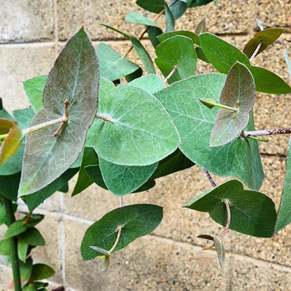 レア種　ユーカリ　リズドニー ユーカリ・リズドニー 種子 | リズドンペッパーミント - ツキヌキ状の