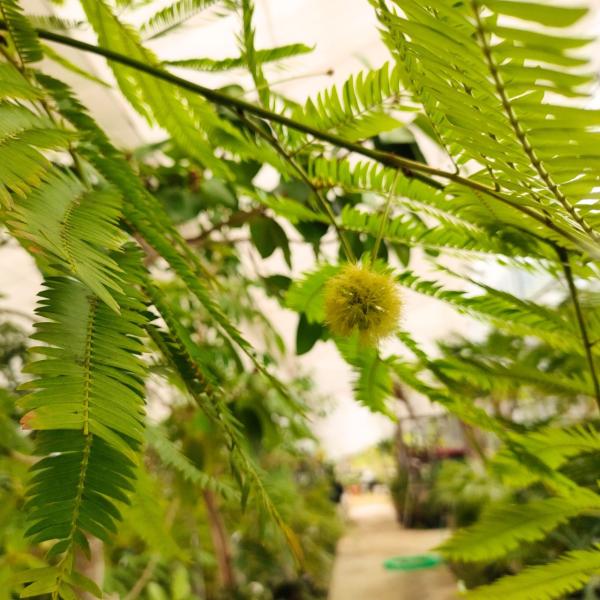 エバーフレッシュは、涼しげな葉姿の羽状葉をもつマメ科の熱帯花木です。半日陰でも育つため、室内の観葉植物としても人気があります。風水効果では「良縁」や「リラックス効果」の木といわれています。夏の終わりから秋にかけて、白い穂状の花を咲かせます。...