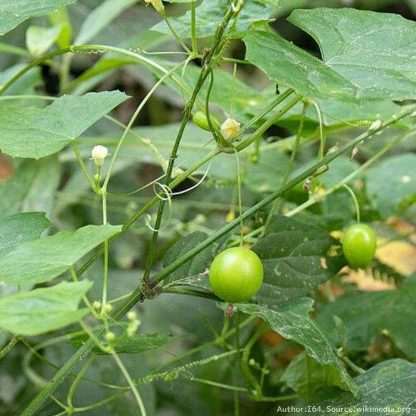 雀瓜 (スズメウリ)は、小さな白色の花を咲かせ、緑色から白色の実を付ける、つる性の一年草です。丸い緑色の果実は、白色に熟すのが特徴的で、実ものとして花束素材にも利用される山野草です。「雀瓜」という名前は、果実がスズメの卵に似ていることから名...