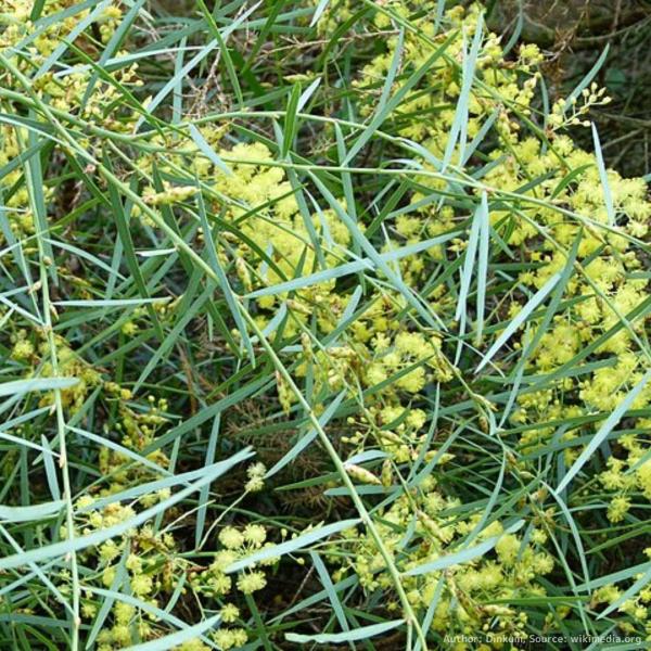 アカシア・イテアフィラは、細長い柳葉と枝垂れる樹形が特徴的で、枝垂れ花にもなる、小型のアカシア（ミモザ）です。種小名の「イテアフィラ」は、ギリシア語の「柳」と「葉」を示しています。乾燥にも強く、耐寒性や耐塩性があり、庭園の生垣や防風林として...