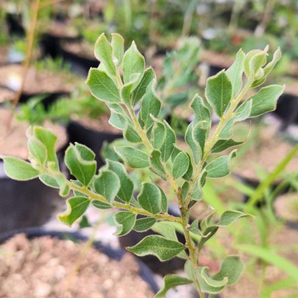 アカシア・ウンシナータは、穂状の花を咲かせ、丸い葉を持つ、小型のアカシア（ミモザ）です。やや湾曲した小さな丸みのある葉が特徴的です。種小名の「ウンシナータ」は、葉の湾曲した様子を意味します。・学名：Acacia uncinata・生育地：オ...