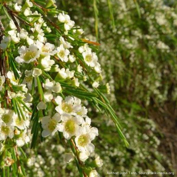 バーケア・リニフォリアは、コンパクトな長細い葉をもち、白色の小さな花を咲かせる、オージープランツです。葉枝は枝垂れて、柔らかな印象で、枝垂れ花にもなります。種小名の「リニフォリア」はラテン語の「亜麻」と「葉」 に由来し、葉の様子を示していま...