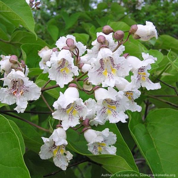 アメリカ・キササゲは、アメリカのキササゲであり、ハート型の葉を持ち、白い花を咲かせます。釣り鐘型の花は美しく、観賞用の街路樹や庭園の木として広く植樹されています。樹皮や実は薬用として利用されることがあります。・学名：Catalpa bign...