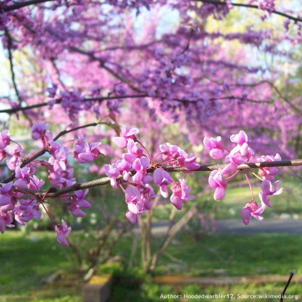 アメリカ花蘇芳（ハナズオウ）は、濃いピンク色（紫色）の沢山の花を咲かせ、ハート形の葉をもつ花木です。アメリカでは、庭園や街路樹として植樹されることがあります。オハイオ州の州都であるコロンバスでは、多数の木が植樹されています。かつて、ネイティ...