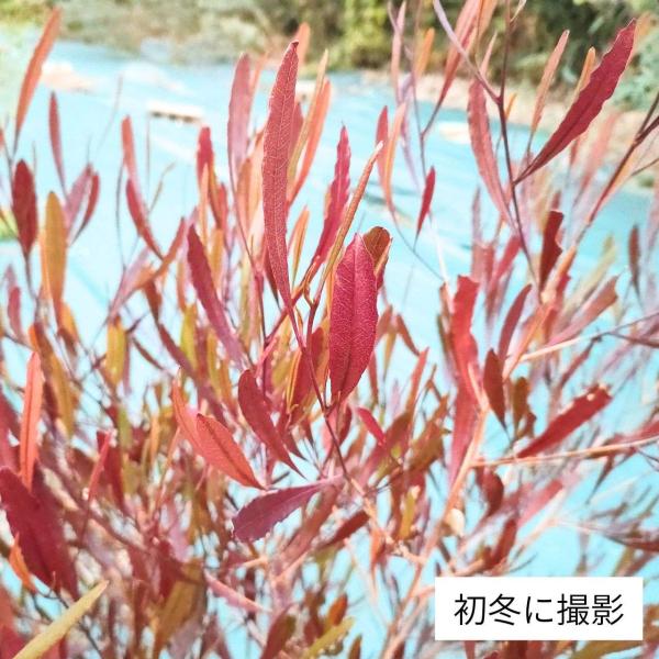 ドドナエア・ビスコーサ・プルプレアは、庭木や観賞用として有名なポップブッシュのプルプレアの種類です。ドドナエアは管理が容易であり、冬でも常緑の植物です。木材は耐久性に優れ、かつて、武器や斧の柄、住宅の木材としても利用されてきました。生育地で...