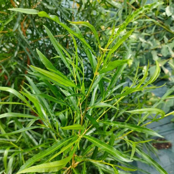 ドドナエア・ビスコーサ・クネアータは、庭木や観賞用として有名なオージープランツ「ドドナエア・ビスコーサ」の亜種です。ドドナエアは管理が容易であり、冬でも常緑の植物です。「クネアータ」は、楔形（Wedge)を意味しています。比較的、成長が早く...