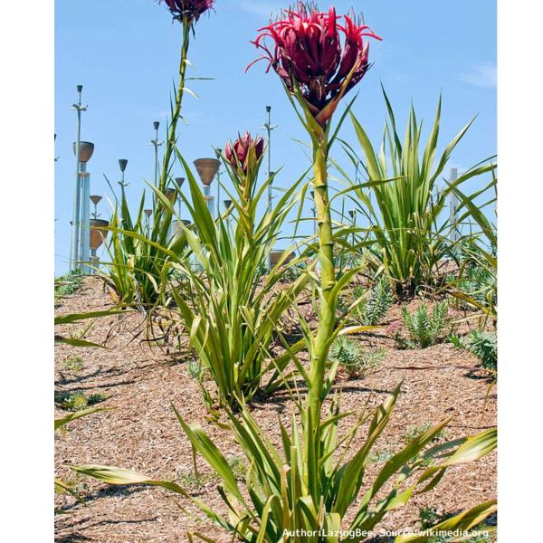 ドリアンテス・エクセルサは、葉がロゼット状に生える、リュウゼツランに似た観葉植物です。開花には10年以上かかり、花芽は4〜6mにも成長し、見事な赤い花を咲かせます。香りのある花はエッセンシャルオイルとしても利用されることがあります。「ドリア...