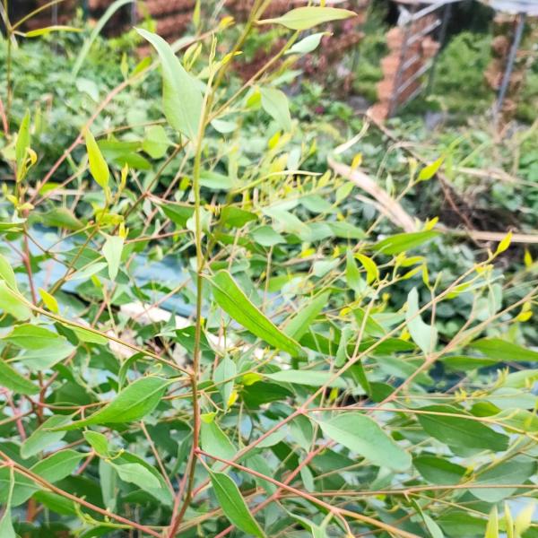 ユーカリ・セルヌアは、小型のユーカリであり、槍状の葉をもちます。観賞用としてや、はちみつ用の木としても植えられています。「セルヌア」はラテン語の「地面に向かってうなづくこと」に由来し、下向きに咲く花を示します。・学名：Eucalyptus ...