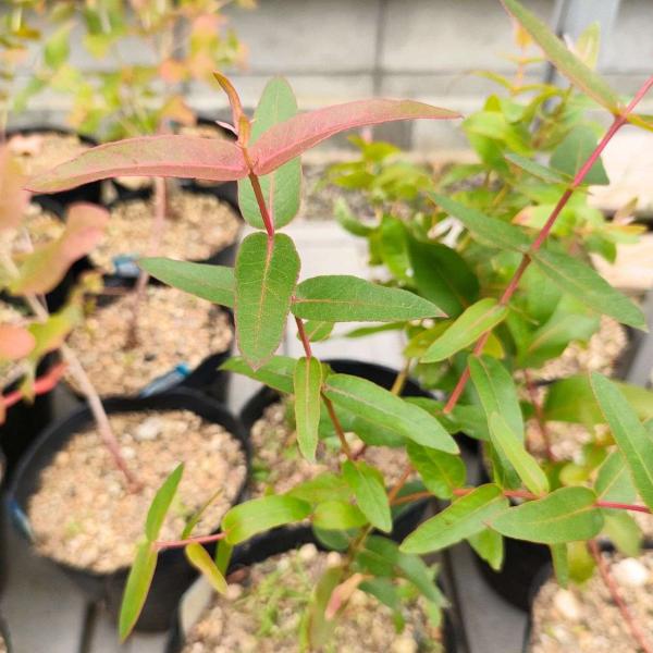 ユーカリ・キペロカルパは、鮮やかな緑色の葉と滑らかな樹皮をもつ大型のユーカリです。キペロカルパは「カップフルーツ」を意味し、果実の形を示します。木材は耐久性があり、建物やインフラに利用されることがあります。比較的、成長が早くて丈夫であり、育...