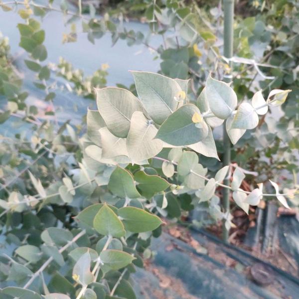 ユーカリ・ギリーは、青みのある緑色の卵型の葉を持つ、小型のユーカリです。オーストラリアでは、園芸用や、花束の素材として利用されることがあります。比較的、丈夫であり、育てやすい種類です。・学名：Eucalyptus gillii・生育地：南オ...