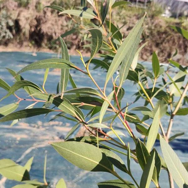 ユーカリ・キットソニアナは、明るい緑色の葉をもつ小〜中型のユーカリです。大ぶりの葉は、やがて緑色の笹のような細身の葉になります。「キットソニア」は、オーストラリア人の地質学者の「キットソン」を称して名付けられました。・学名：Eucalypt...