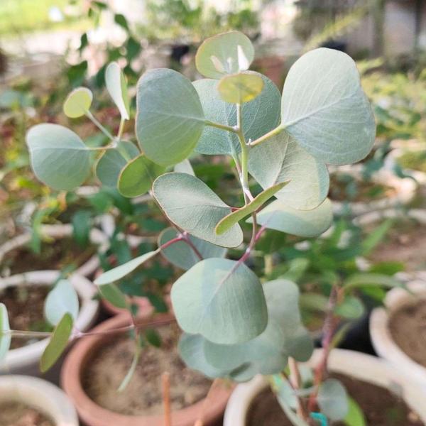 ユーカリ・オルビフォリアは、青みのある葉を持つ、小〜中型のユーカリです。「オルビフォリア」は、ラテン語の「丸い葉」に由来します。ハートリーフユーカリは、この種類を指すこともあれば、別の種類のこともあります。葉形は、背丈が高くなると葉は卵型に...