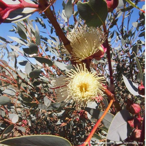 ユーカリ・パキフィラは、青みのある卵型の葉と、赤い蕾・白い花を咲かせる小型のユーカリです。蕾は、開花時期が近づくと、紅色に染まることが特徴的です。「パキフィラ」は、ギリシャ語の「厚い葉」に由来します。・学名：Eucalyptus pachy...