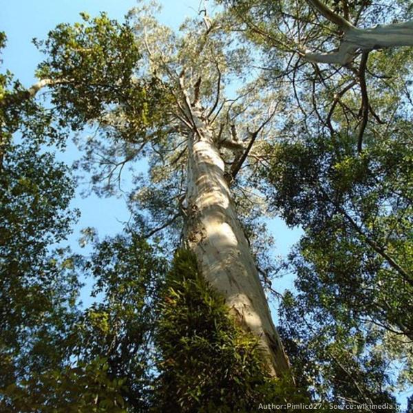 ユーカリ・レグナンスは、ユーカリの中で最も樹高の高いユーカリです。「レグナンス」は「君臨する」の意味に由来します。木材はタスマニアオークとも呼ばれ、建築用や製紙等に広く利用されます。・学名：Eucalyptus regnans・生育地：オー...