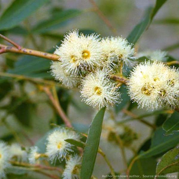 ユーカリ・レニフェラは、槍状の葉を持つ、大型のユーカリです。木材は硬くて重く耐久性があることから、建設用などに用いられています。コアラの食べる木のユーカリとしても知られています。・学名：Eucalyptus resinifera・生育地：オ...