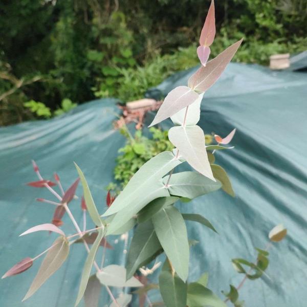 ユーカリ・テヌイラミスは、白みのある青緑色の葉をもつユーカリです。「シルバー・ペッパーミント」とも呼ばれます。種小名の「テヌイラミス」はラテン語の「細い枝」に由来します。比較的、成長が早くて丈夫であり、育てやすい種類です。・学名：Eucal...