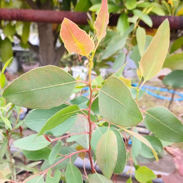 ユーカリ・テレチコルニスは、反りのある長場細い葉を持つ、大型のユーカリです。木材は赤みがあり、硬くて耐久性があることから、建築用やインフラ建設などで用いられます。花の咲く時期から、先住民族は寒くて日の短い時期の花木として捉えました。比較的、...