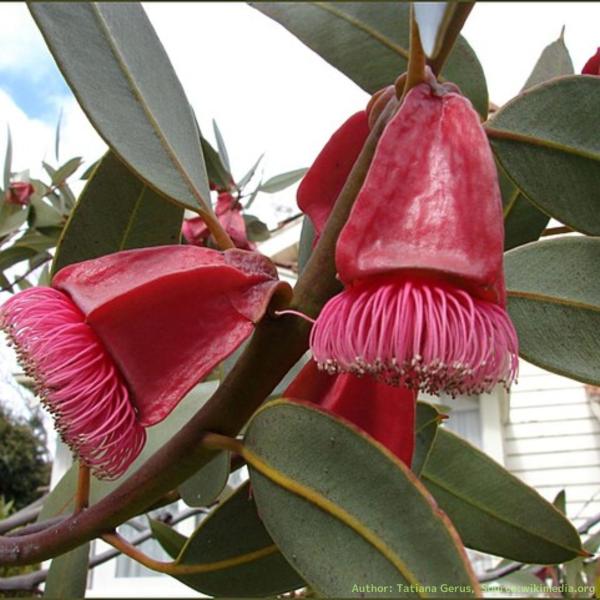 ユーカリ・テトラプテラは、大きめの赤い花と実が特徴的なユーカリです。実のサイズに対して、樹高はユーカリの中で小型です。花束の素材や観賞用の花木として利用されることがあります。・学名：Eucalyptus tetraptera・生育地：西オー...