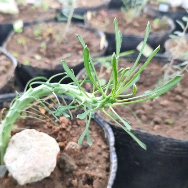 天荒竜は、多数の蛇のような細長い葉枝をもつユーフォルビア（多肉植物）です。外見から「メデューサ・ヘッド（頭）」とも呼ばれます。基部が硬質化し、コーデックスのように仕立てられることもあります。・学名：Euphorbia caput-medus...