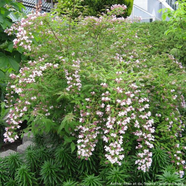 鍾馗空木(ショウキウツギ)は、中国原産の花木であり、観賞用としても利用されています。葉枝はアーチ状（弓なり）に伸び、樹高としては低い木になります。外見から「ビューティ・バッシュ（美しき低木）」とも呼ばれます。漢字名は果実の剛毛を疫病除けや魔...