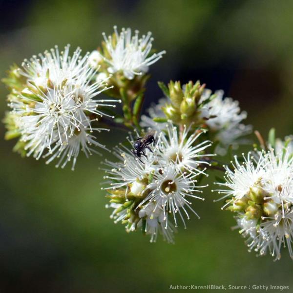 クンゼア・アンビグアは、甘い香りの白い花を咲かせるオージープランツです。庭園の花木として植樹されたり、精油にもされています。また、ハチミツ用としても利用され、クンゼアハニーとして販売されています。丈夫であることから、砂丘の安定植栽や防風木と...