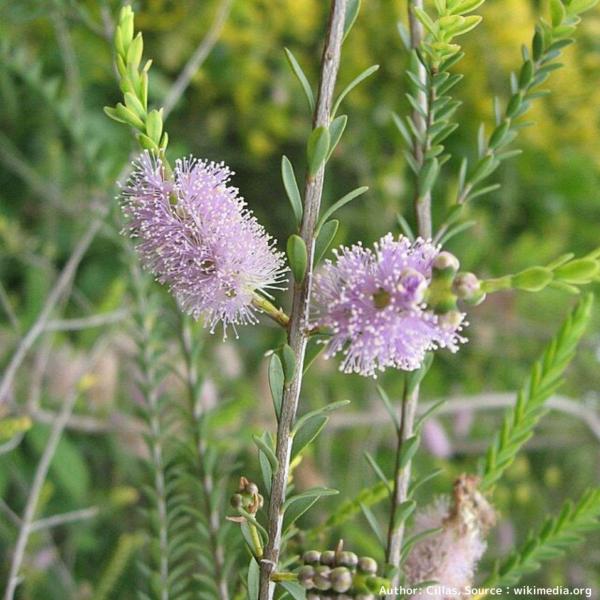 メラレウカ・デクサタは、淡い紫色の花を咲かせ、コンパクトな葉を持つオージープランツです。魅力的な葉と花を持つことから、観賞用として植えられています。種小名の「デクサタ」は、ラテン語の「X字に交差する」に由来し、葉の付き方を示しています。・学...