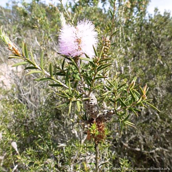 メラレウカ・ストリアータ は、淡いピンク色の花を咲かせる、コンパクトな細長い葉を持つオージープランツです。メラレウカの仲間の中でも、小さめで、大きくならない種類です。種小名の「ストリアータ 」は、ラテン語の「溝」や「ひだ」に由来します。・学...