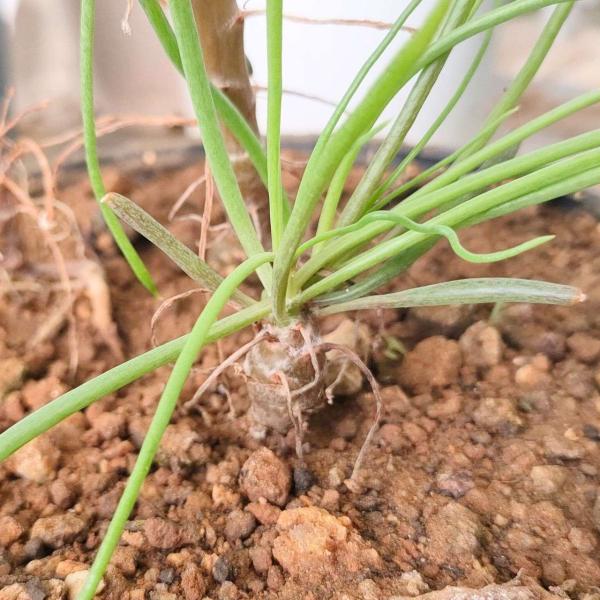 オトンナ・プロテクタは、アフリカに生育するキク科の多肉植物です。樹高は大きくならず、コーデックス(塊根植物)として盆栽のように仕立てられています。多肉質の細長い葉をもち、月日を重ねるにつれ、乾いた幹を形成します。夏に休眠する冬型の多肉植物で...