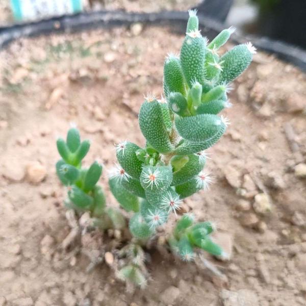 トリコディアデマ・デンサムは、南アフリカ原産の塊根性（コーデックス）の多肉植物です。小ぶりの多肉の葉が密集して生え、葉の先端には放射状の白い剛毛が冠のように生えます。根を露出気味にし、独特の観葉植物や盆栽として仕立てられています。また、英国...