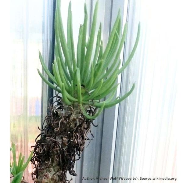 チレコドン・カカリオイデスは、ベンケイソウ科の多肉植物/塊根植物（コーデックス）です。緑がかった細長い円筒葉をもち、成長すると基部が木質化していきます。チレコドンはコーデックスとして有名であり、園芸愛好家に人気があります。「カカリオイデス」...