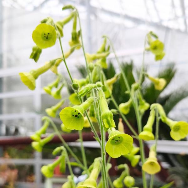 ニコチアナ・ラングスドルフィー は、ブラジル原産のニコチアナ属の一年草（または二年草）です。鐘形のライムグリーンの花を咲かせます。英国王立園芸協会からは、庭での植栽で優れた植物だと評価されています。加えて、ミツバチやチョウ等が訪れることがで...