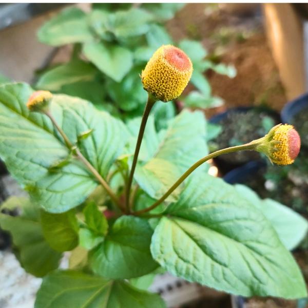 アクメラ・オレラセアは、熱帯地域に生育する多年草であり、黄色や赤褐色の花を咲かせます。ブラジルやマダガスカル、インド等では、料理やハーブとして薬用に利用されることがあります。種小名の「オレラセア」は、ラテン語の「野菜やハーブ」に由来します。...