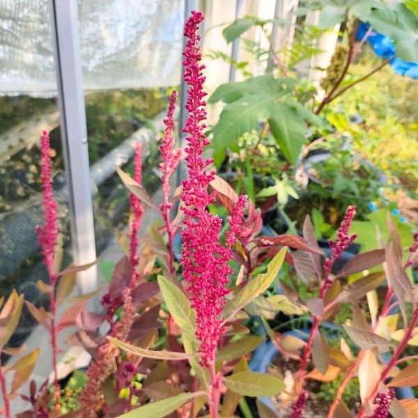 スギモリゲイトウは、濃いピンク色の花を咲かせる一年草の草花です。羽毛のような花が咲くことから、観賞用の草花として用いられることがあります。数多くの園芸品種が生まれ、広く庭園の植物としても植えられています。また、数千年前以上前の古代文明の時代...
