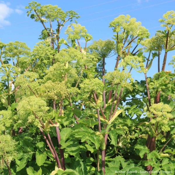セイヨウトウキは、セリ科の2年草の草花であり、精油としてアロマオイルや化粧品、香料にも利用されています。10世紀頃の中世ヨーロッパの時代から栽培され、料理や香料、薬用として栽培されてきました。※セリ科は外見が類似し、一部混在の可能性も0では...