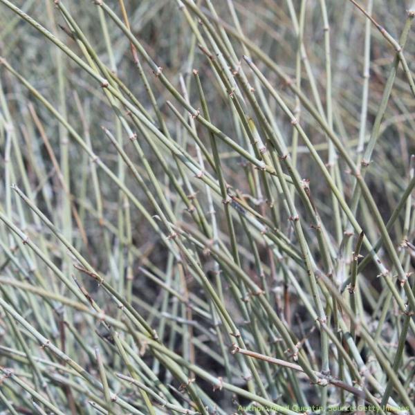 ネバダマオウは、北アメリカの砂漠気候に生育するマオウです。ネバダ州に広く生育することから、ネバダ・エフェドラ（マオウ）と呼ばれています。歴史的にはお茶や伝統医療として用いられることがありました。・学名：Ephedra nevadensis・...