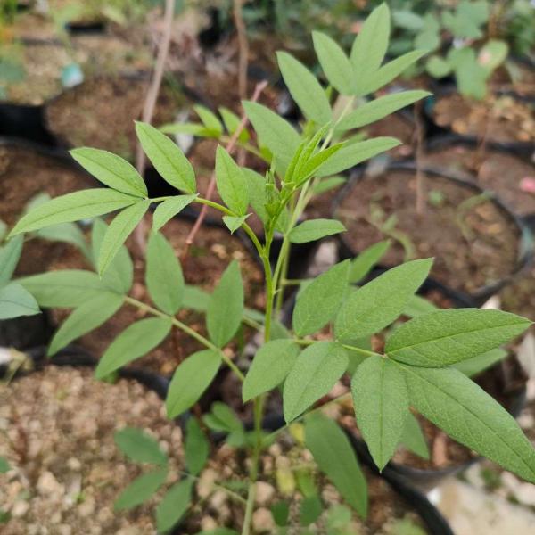 アメリカ甘草は、アメリカに生育する甘草の仲間（多年草）です。羽状の葉を持ち、クリーム色の穂状の花を咲かせます。かつて先住民はに食用や薬用にも利用したほか、タバコや食品の香料としても使用されます。有名な甘草（ヨーロッパの甘草）とは異なる種類で...