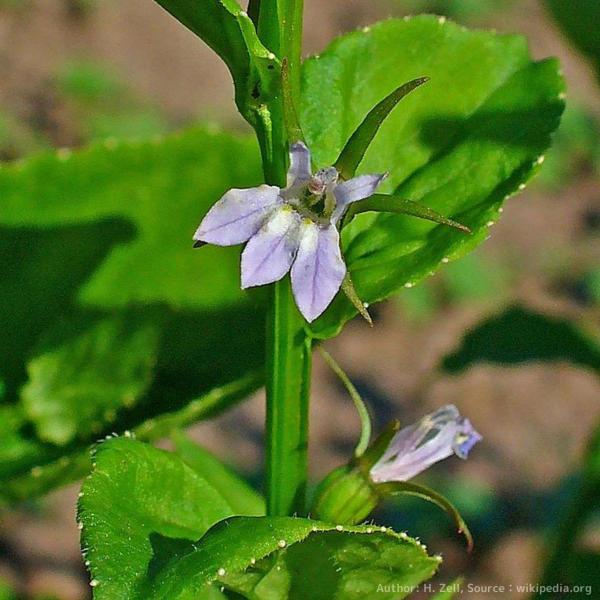 ロベリア・インフレータは、北アメリカに生育する一年草（または二年草）です。淡いラベンダーカラーの花を咲かせます。精油としてアロマオイルにも利用されています。かつて、ネイティブアメリカンは薬用や儀式用、殺虫剤として用いました。・学名：Lobe...