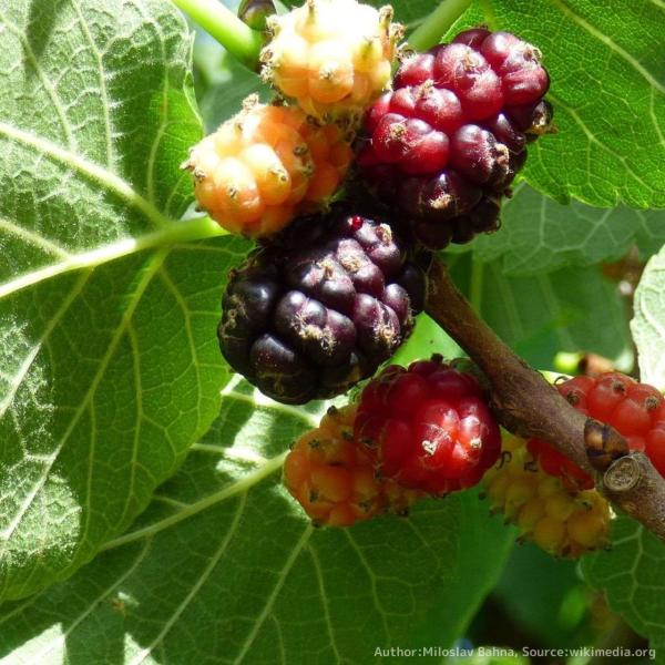 クロミグワは、南西アジアなどに生育する、クワ属の植物です。濃い紫色の果実は、熟すと黒くなります。果実はジャムや健康食品などに用いれるほか、アロマオイルや化粧品にも用いられています。古くより栽培され、ヨーロッパから中東、東アジアに広く植樹され...