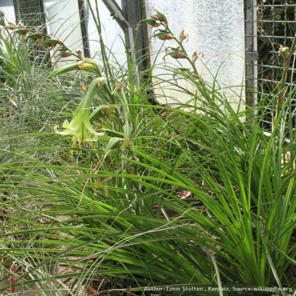 プヤ・ミラビリスは、中南米のボリビア原産のパイナップル科の観葉植物です。球根状の基部を形成し、草のような葉が生えます。その様子からインテリアなどの観賞用として利用されています。・学名：Puya mirabilis・生育地：中南米・耐暑性：◯...