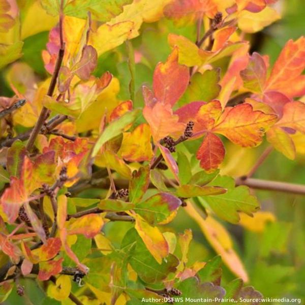 ルス・トリロバータは、北アメリカのウルシ科の花木であり、紅葉では葉が鮮やかな色に染まります。強い香りをもち、苦い香りのため、スカンクブッシュとも呼ばれます。お茶や薬用に利用されることもありました。・学名：Rhus trilobata・生育地...
