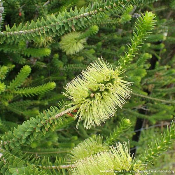 メラレウカ・ディオスミフォリアは、ボトルブラシ状の花を咲かせるオージープランツの花木です。乾燥や潮風に強く、生け垣や風避けにも利用されます。「ディオスミフォリア」は、「ディオスマ」の葉に似ていることに由来します。「グリーン・ハニーマートル」...