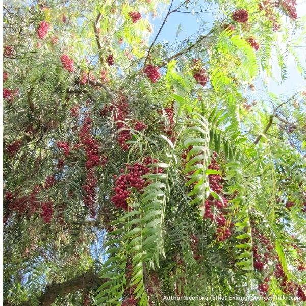 コショウボクは、赤い木の実は「ピンクペッパー」の一種類として知られる、南アメリカの植物です。南アメリカの人々と関わりが深く、観賞用や食用、薬用、染色、伝統儀式などで利用されています。「ピンクペッパー」は木の実を乾燥させた香辛料です。かつて、...