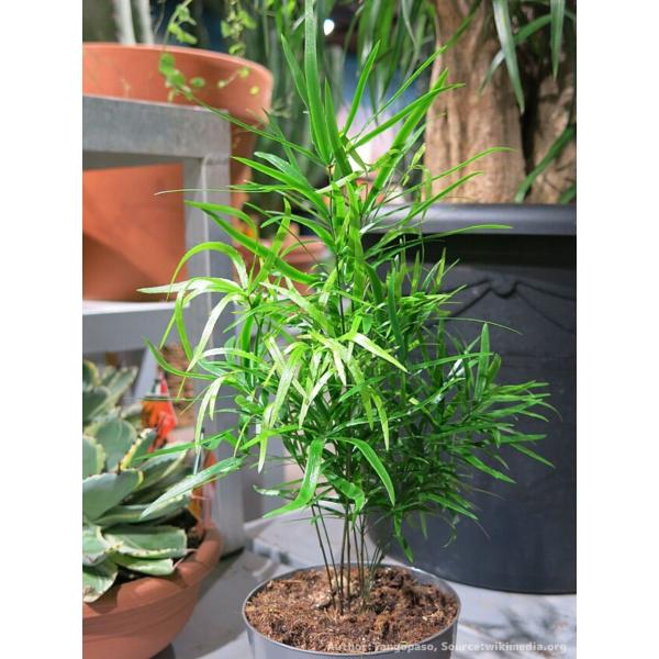 アスパラガス・ファルカタスは、光沢のある濃緑色の葉をもつアフリカの熱帯植物です。半日陰でも育ち、丈夫なので、小型〜大型の様々なサイズの観葉植物としても利用されます。種小名の「ファルカタス」はラテン語の「鎌状の」を意味し、湾曲した葉を意味しま...