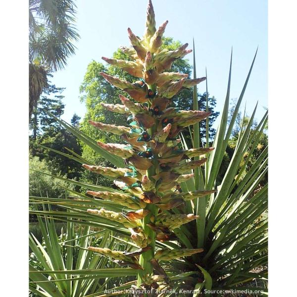 プヤ・アルペストリスは、中南米のアンデス山脈に生育するパイナップル科の観葉植物です。球根状の基部を形成し、草のような葉が生えます。花に特色があり、「サファイアタワー」とも呼ばれ、観賞植物として人気があります。乾燥に耐性があり、ロックガーデン...