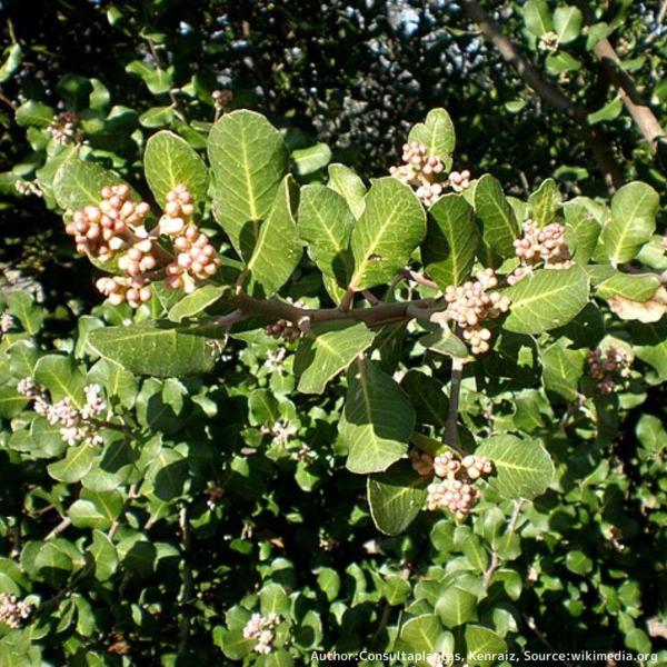 ルス・インテグリフォリアは、カリフォルニアに生育するウルシ科の低木です。葉縁には鋸歯があり、上面は滑らかで光沢があり、下面は淡い色です。用途から「レモネード・スマック」や「レモネード・ベリー」と呼ばれます。・学名：Rhus integrif...