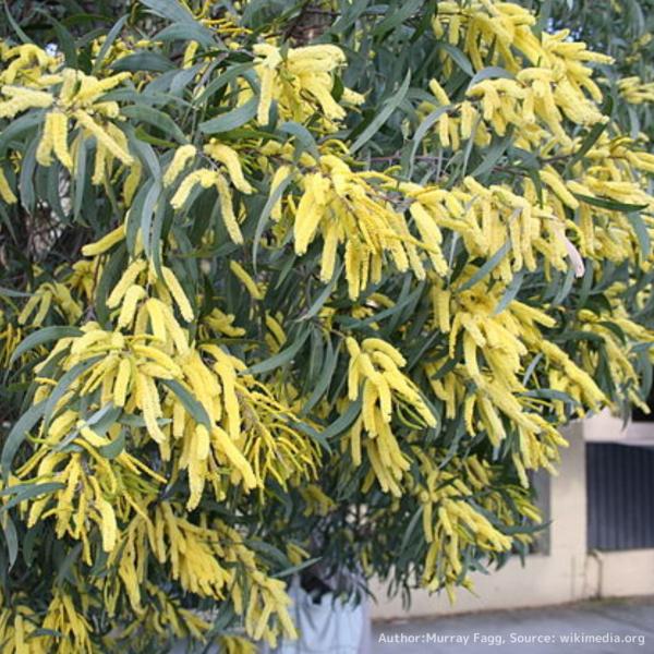 アカシア・ビネービアは、青緑色の鎌形の葉を持ち、穂状の花を咲かせるアカシア（ミモザ）です。葉や茎には薄いビロード状の葉毛があることも特徴的です。オーストラリア先住民族は、暑い季節が近づき、うなぎが川を下る時期の花として捉えました。・学名：A...